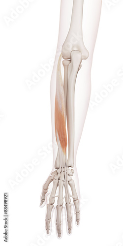 medically accurate muscle illustration of the extensor digitorum photo