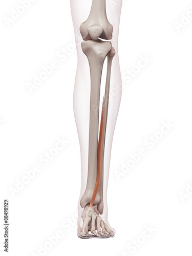 medically accurate muscle illustration of the extensor hallucis longus