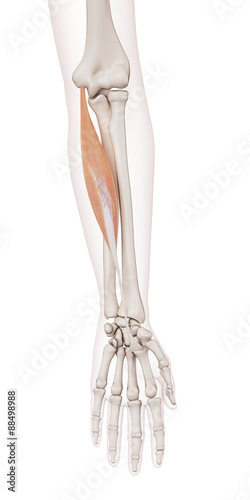 medically accurate muscle illustration of the flexor carpi radialis