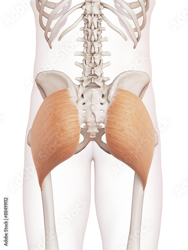 medically accurate muscle illustration of the gluteus maximus photo