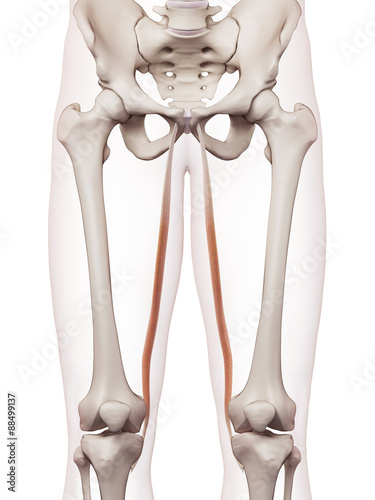 medically accurate muscle illustration of the gracilis photo