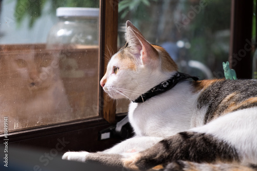 White cat looking out of window