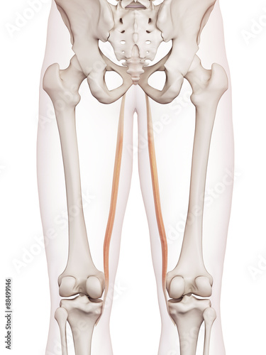 medically accurate muscle illustration of the gracilis photo