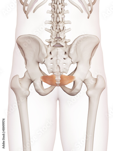 medically accurate muscle illustration of the iliococcygeus