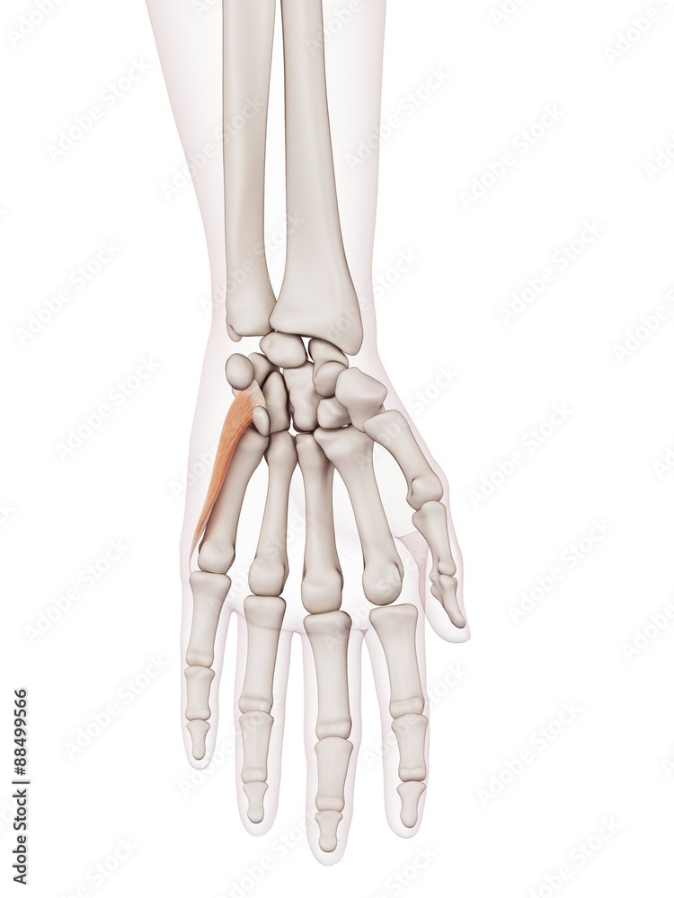 medically accurate muscle illustration of the opponens digiti minimi