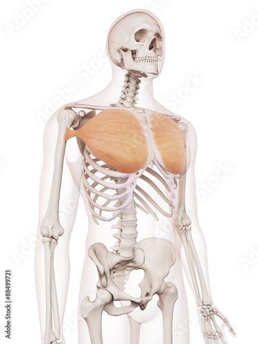 medically accurate muscle illustration of the pectoralis major photo