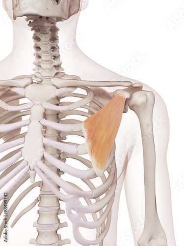 medically accurate muscle illustration of the pectoralis minor photo