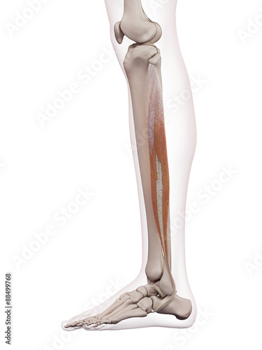 medically accurate muscle illustration of the peroneus longus photo