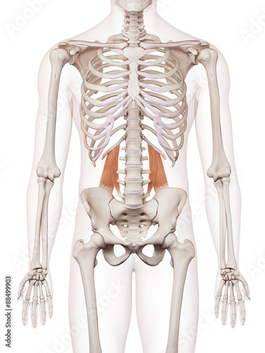 medically accurate muscle illustration of the quadratus lumborum photo