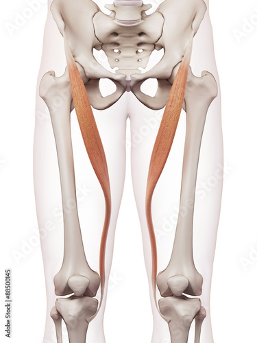 medically accurate muscle illustration of the sartorius photo