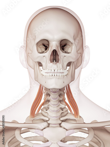medically accurate muscle illustration of the middle scalene