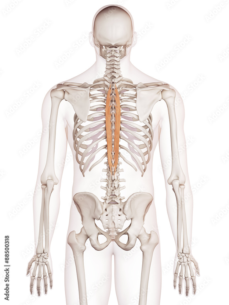 medically accurate muscle illustration of the spinalis thoracis medically accurate muscle illustration of the spinalis thoracis