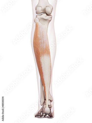medically accurate muscle illustration of the soleus