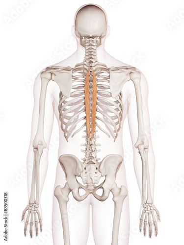 medically accurate muscle illustration of the spinalis thoracis