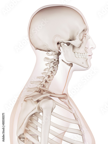 medically accurate muscle illustration of the sternohyoid