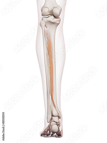 medically accurate muscle illustration of the tibialis posterior