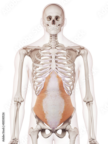medically accurate muscle illustration of the transversus abdominis photo