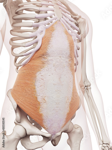 medically accurate muscle illustration of the transversus abdominis photo