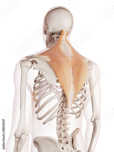 medically accurate muscle illustration of the trapezius