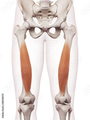 medically accurate muscle illustration of the vastus intermedius photo