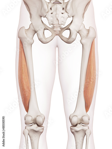 medically accurate muscle illustration of the vastus lateralis photo