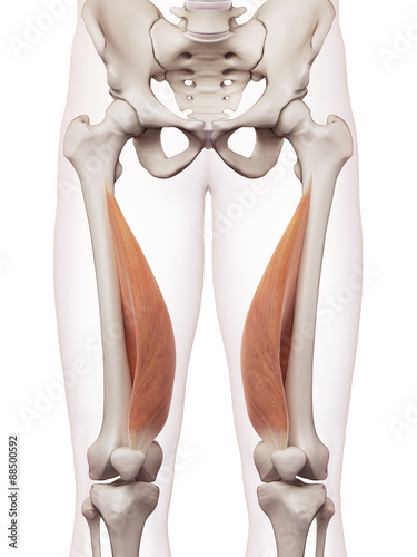 medically accurate muscle illustration of the vastus medialis photo