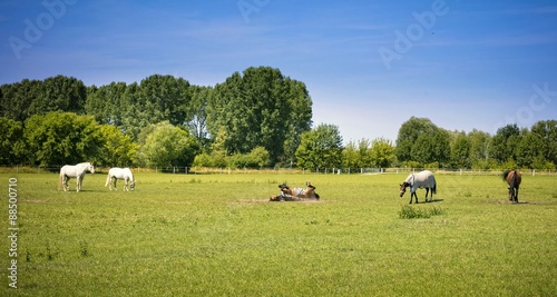 grasende Pferde
