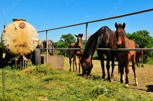 Group of horses by the green grass