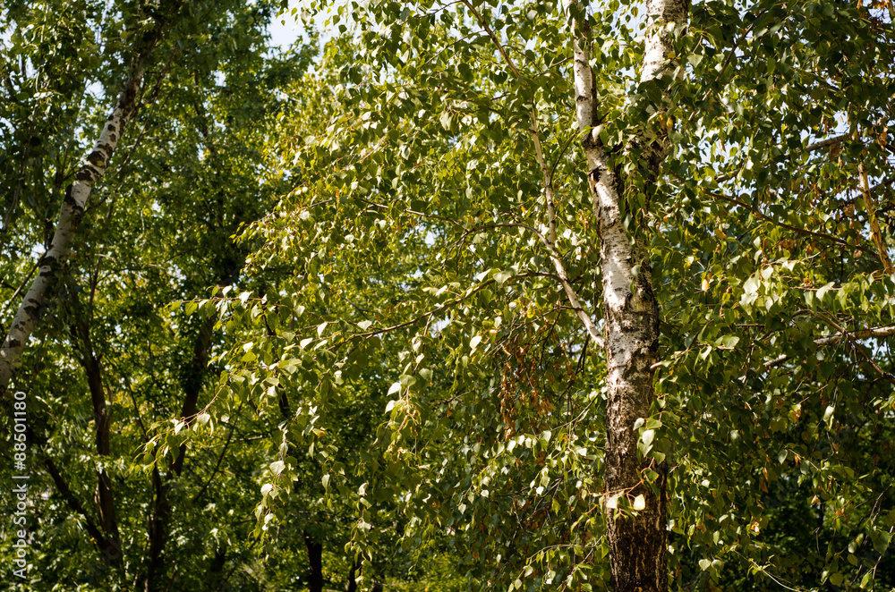 Looking up to the sky in birch forest