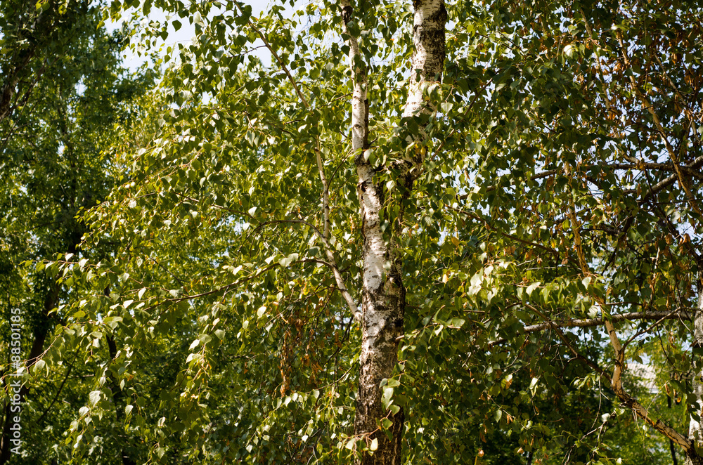 Fototapeta premium Looking up to the sky in birch forest