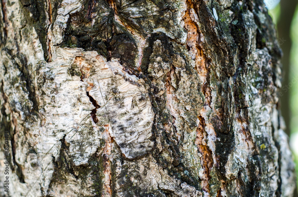 Birch bark texture background paper