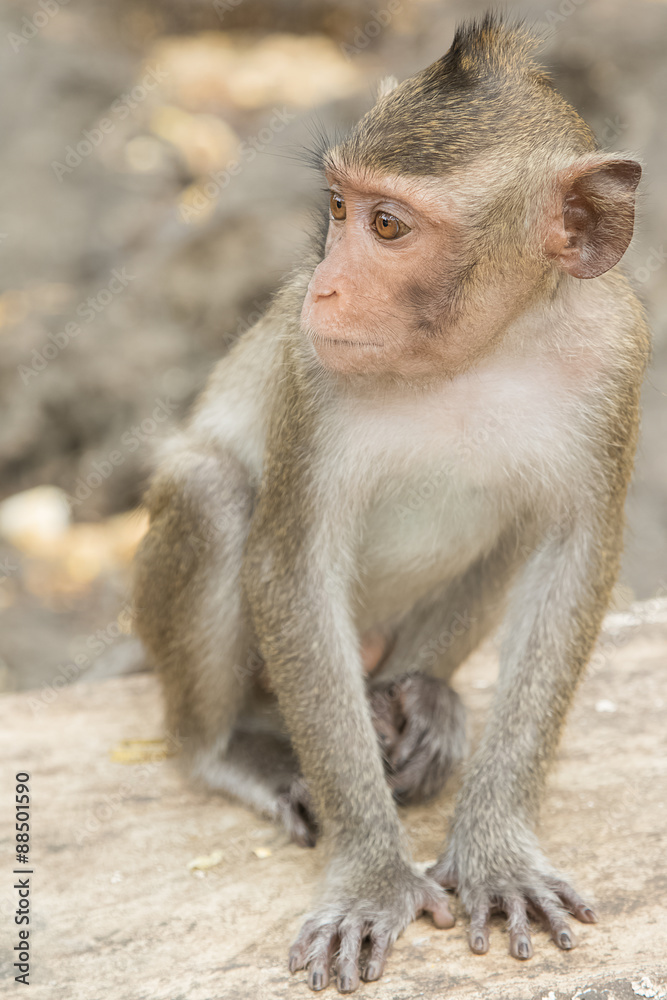the monkey sitting on the rock in nature park
