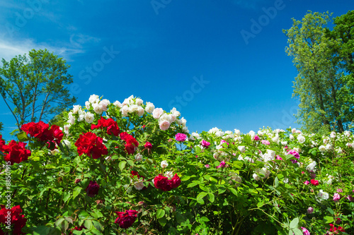 Pink and red flowers on a green Bush in the Park in the summer