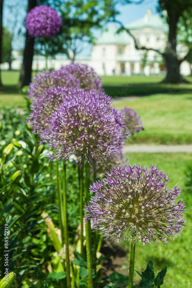 Obraz premium Pink flowers on a green Bush in the Park in the summer
