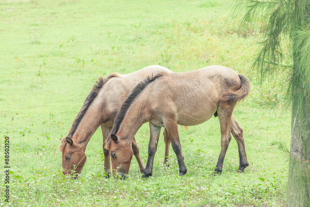 Fototapeta premium horse