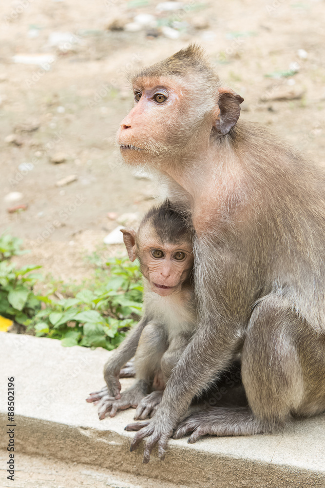 monkey family sitting in the park