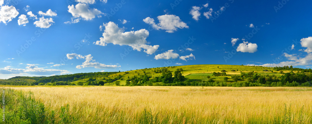Panorama of summer countryside