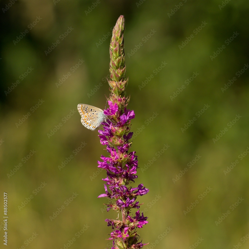 Blue butterfly on the plant feeding
Blue butterfly on the plant feeding