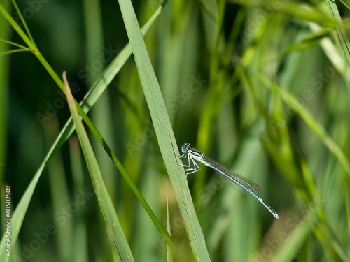 Blue dragonfly sitting on the grass