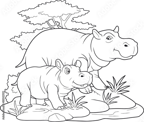 hippo