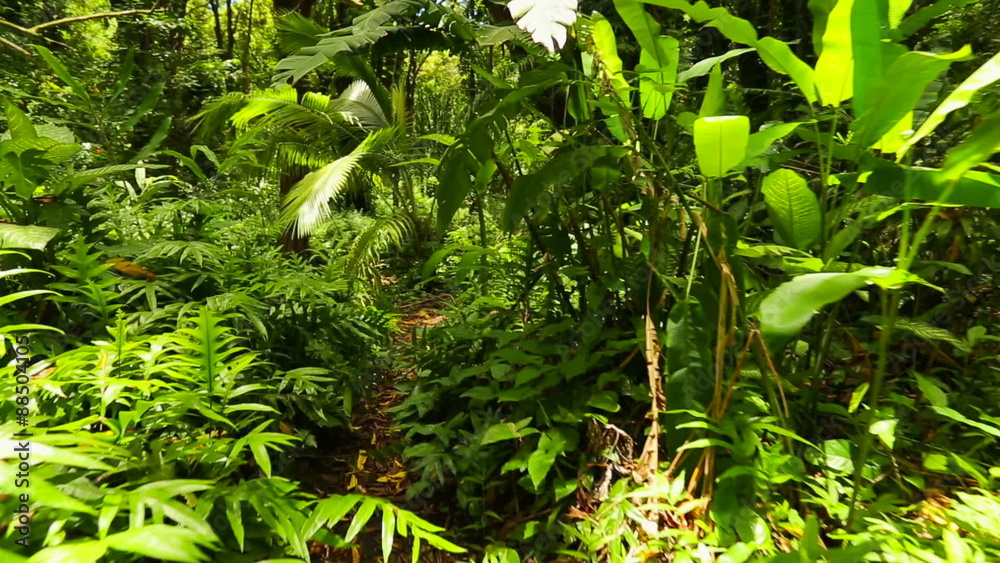 Walking Through Dense Hawaiian Rain Forest with Steadicam. Green Lush Jungle.
