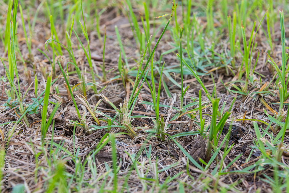 Small green grass