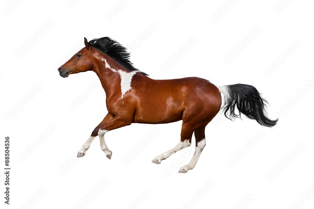 Obraz premium Koń galopujący bieg galop na białym tle