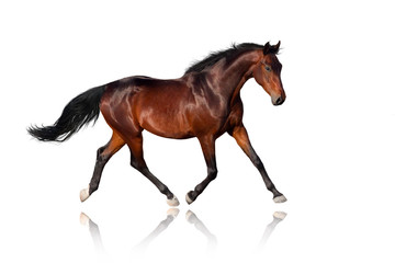 Bay trotter isolated on white