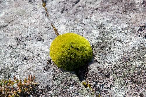 Moss ball all alone 