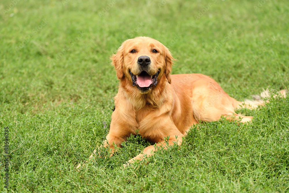 Golden retriever portrait