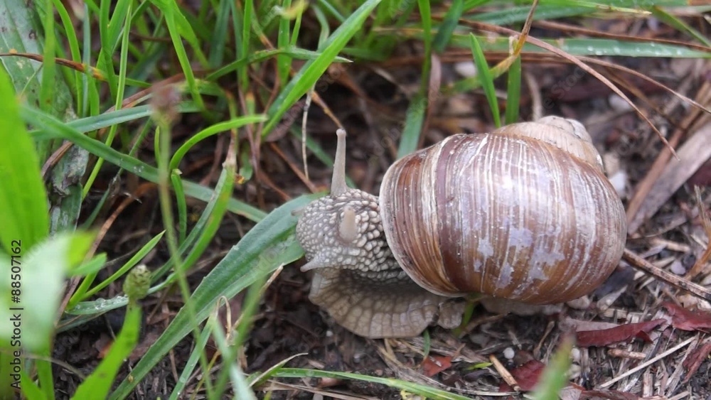 Weinbergschnecke Weinbergschnecke