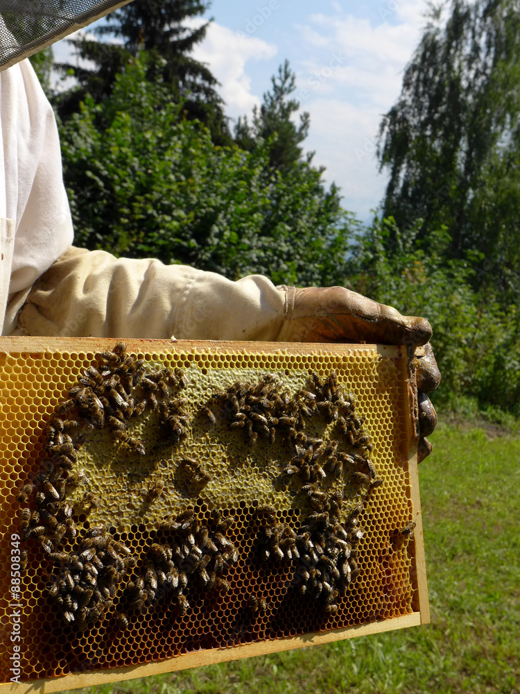 Imker hält einen Rahmen mit seinen Bienen Imker hält einen Rahmen mit seinen Bienen
