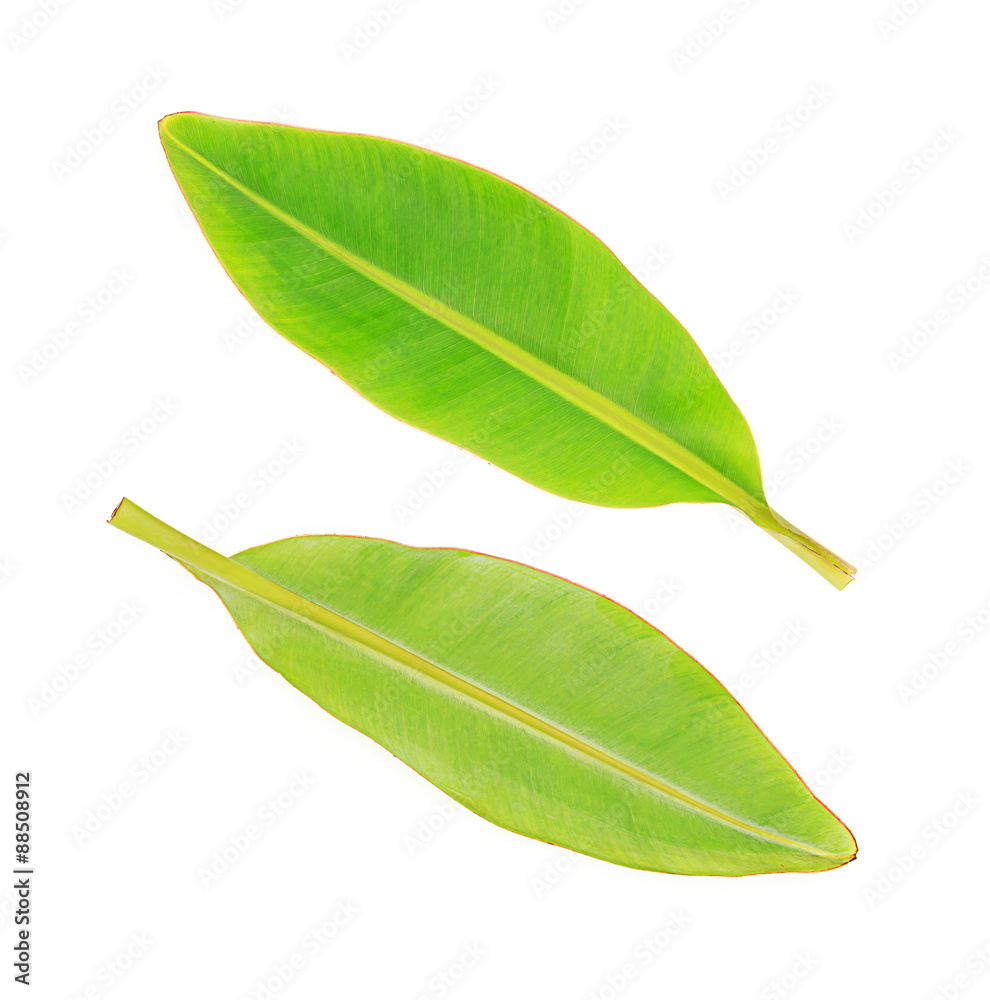 Fototapeta premium green leaves banana on white background