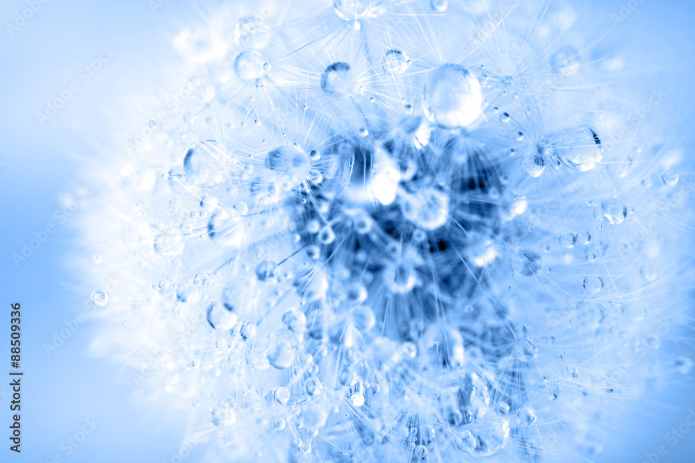 dandelion macro dandelion macro